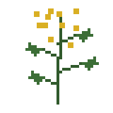 セイタカアワダチソウのドット絵
