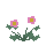 ムラサキカタバミ