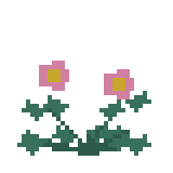 ヒメツルソバ